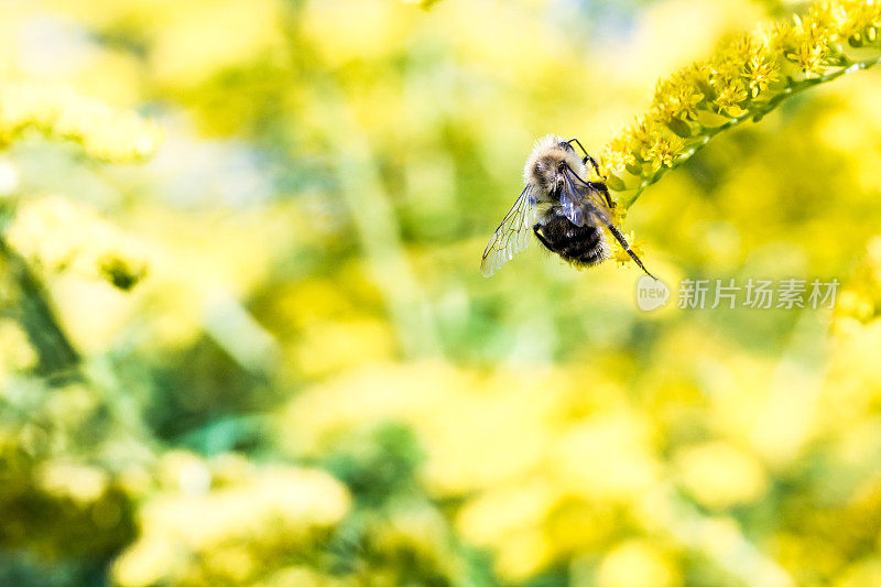 一枝黄花,d ' or边缘